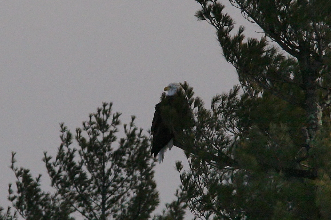 Owls 2013 030 (2) (1158x772)