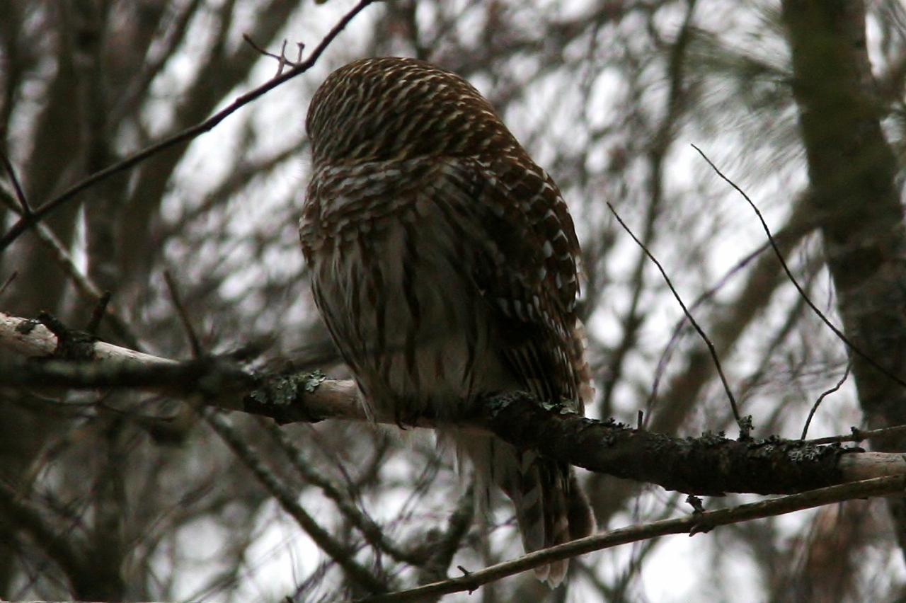 Owls 2013 056 (2) (1280x852)