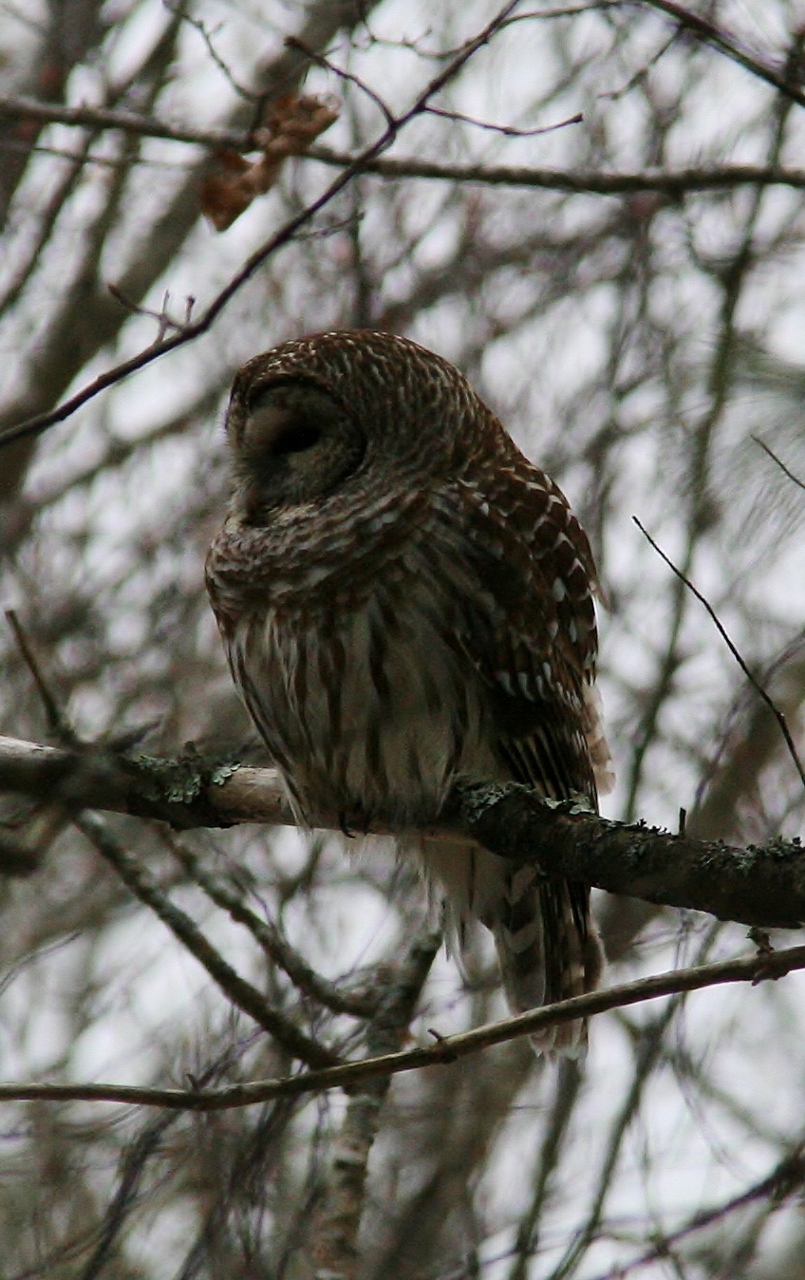 Owls 2013 071 (2) (805x1280)