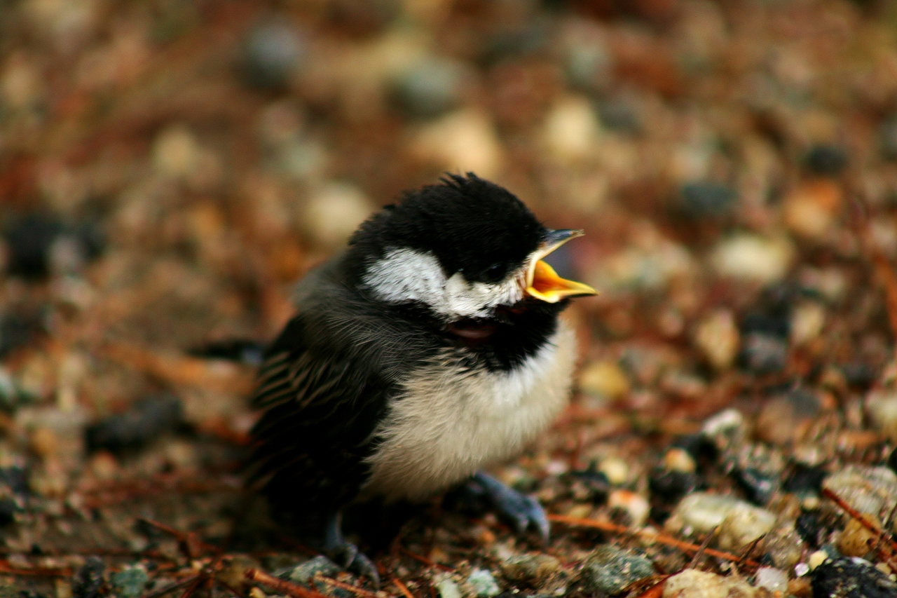 Baby Chickadee (27) (1280x853)