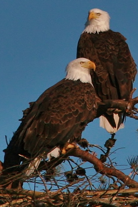 Eagles Nest building 3-9 110 (469x706)