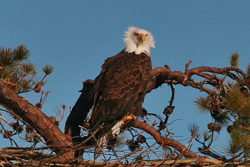 Eagles Nest building 3-9 157 (876x586)