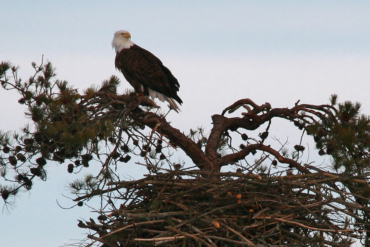 Eagles mating 3-8 008 (1280x855)