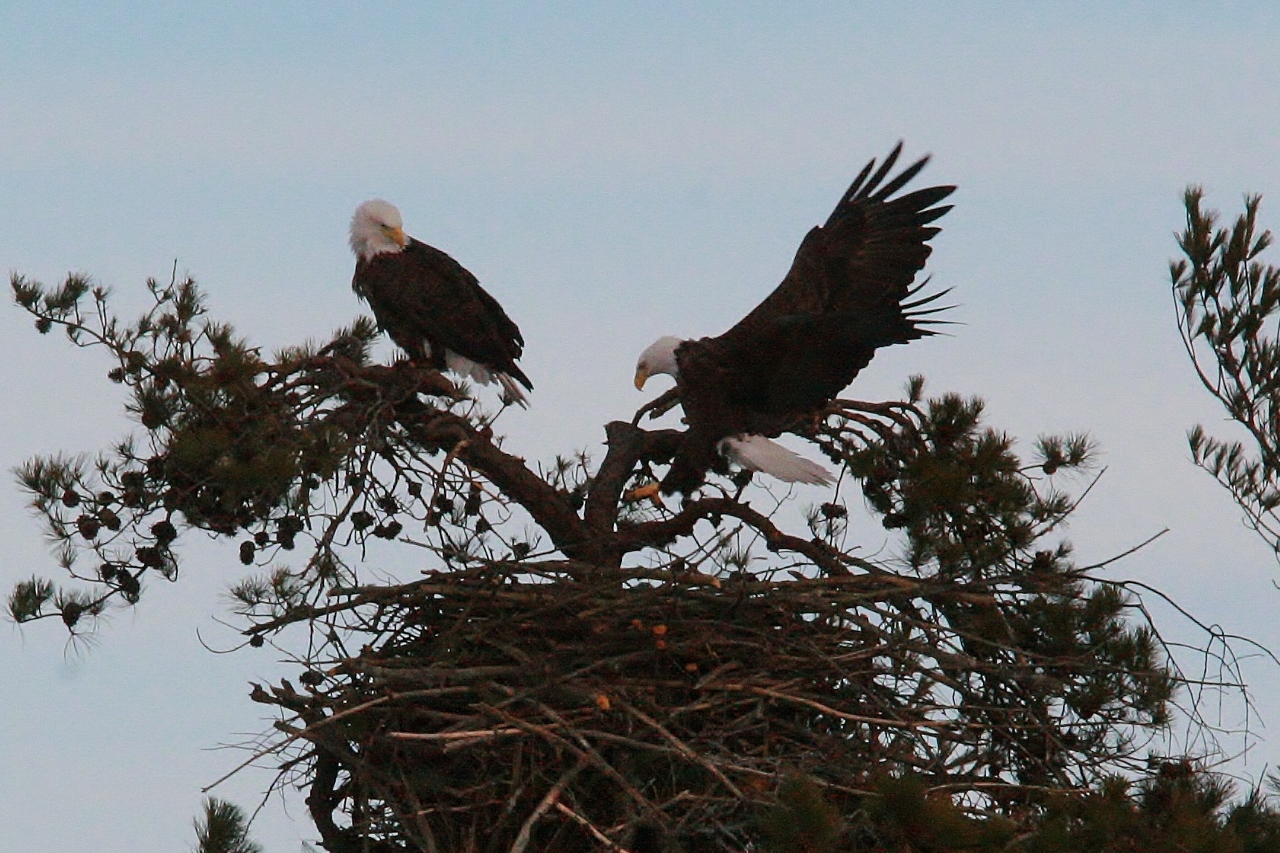 Eagles mating 3-8 044 (1280x853)