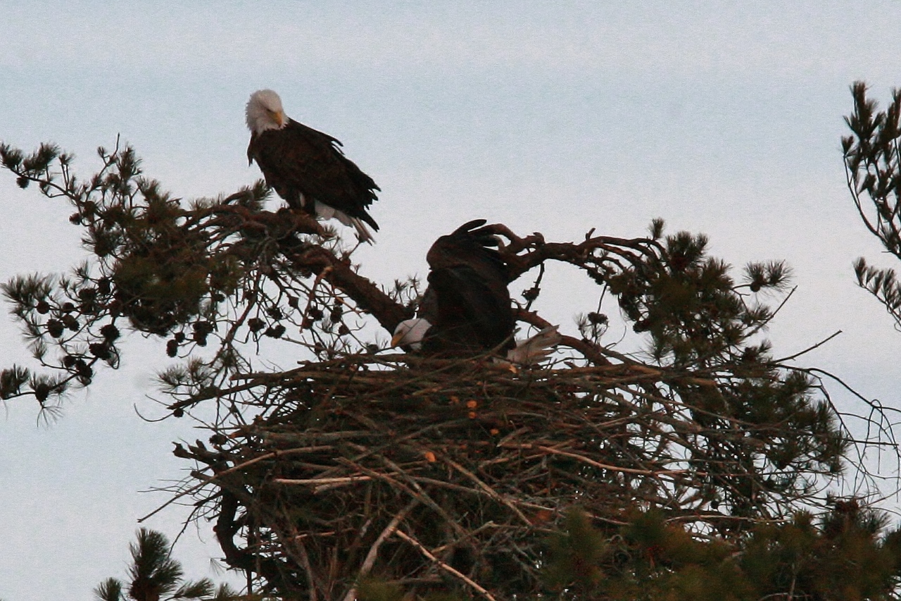 Eagles mating 3-8 045 (1280x853)