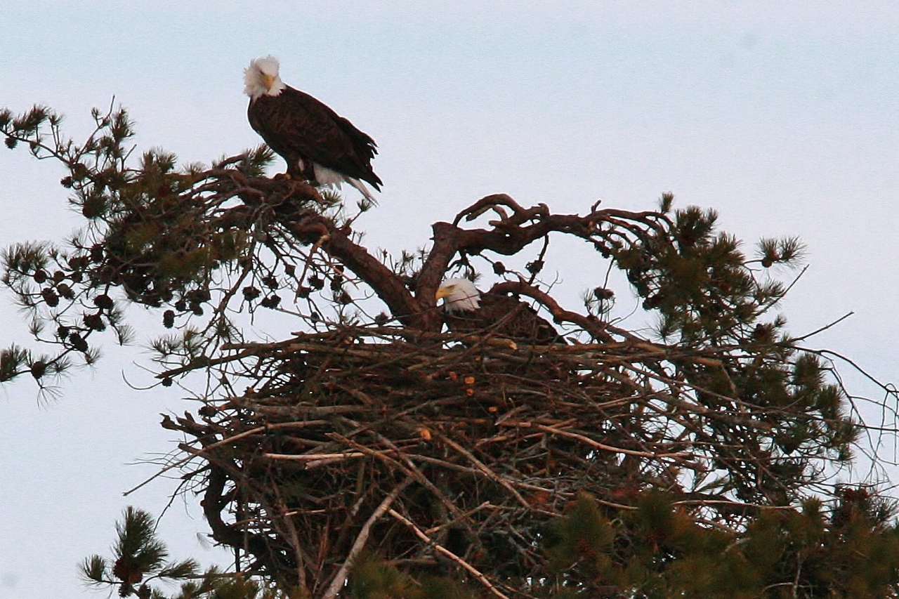 Eagles mating 3-8 058 (1280x853)