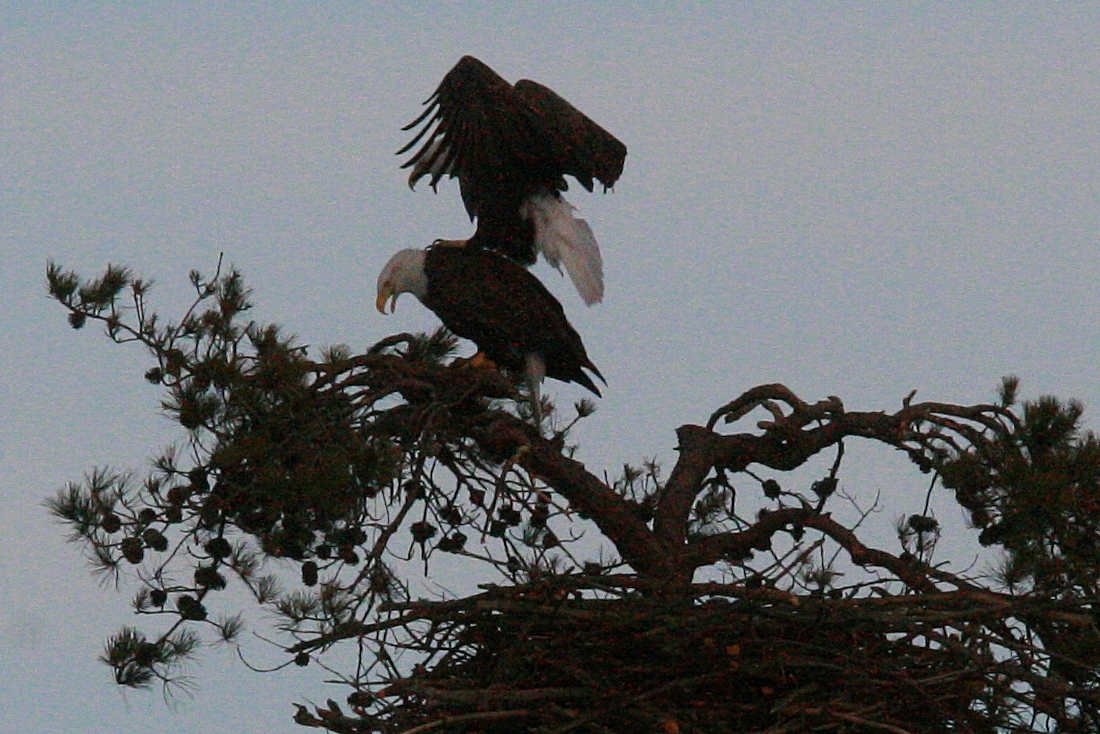 Eagles mating 3-8 139 (1100x734)