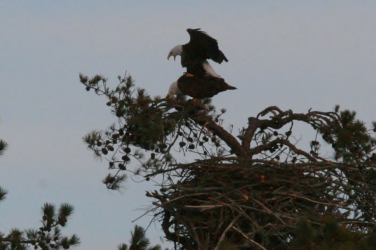 Eagles mating 3-8 143 (1280x851)