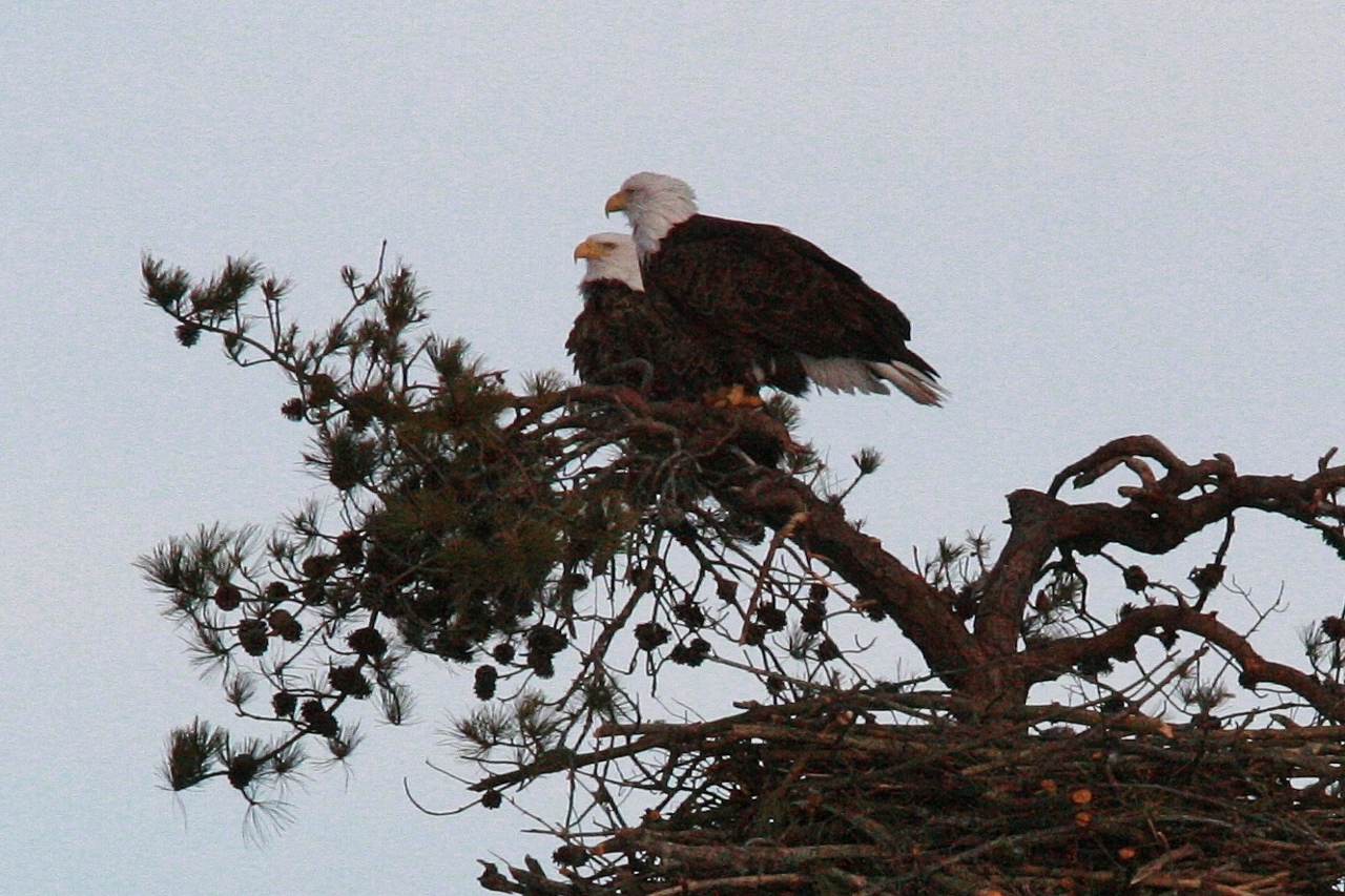 Eagles mating 3-8 186 (1280x853)