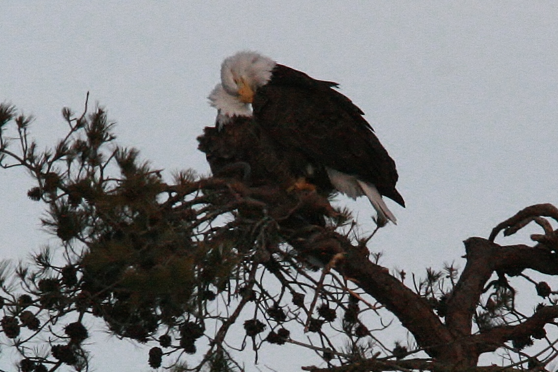 Eagles mating 3-8 199 (1134x757)