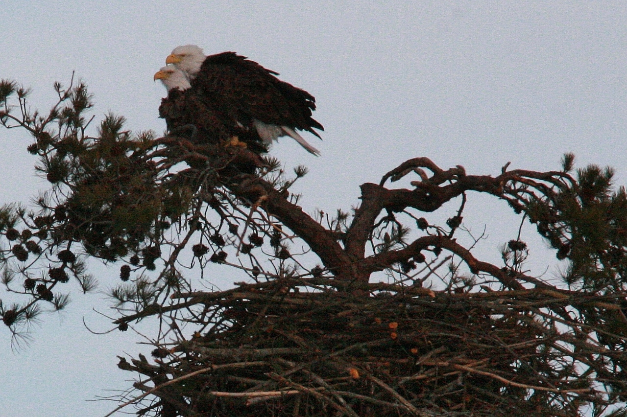 Eagles mating 3-8 213 (1280x852)