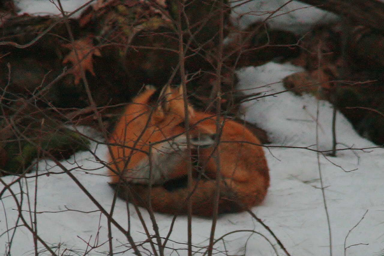 Fox Backyard Nap  (19)