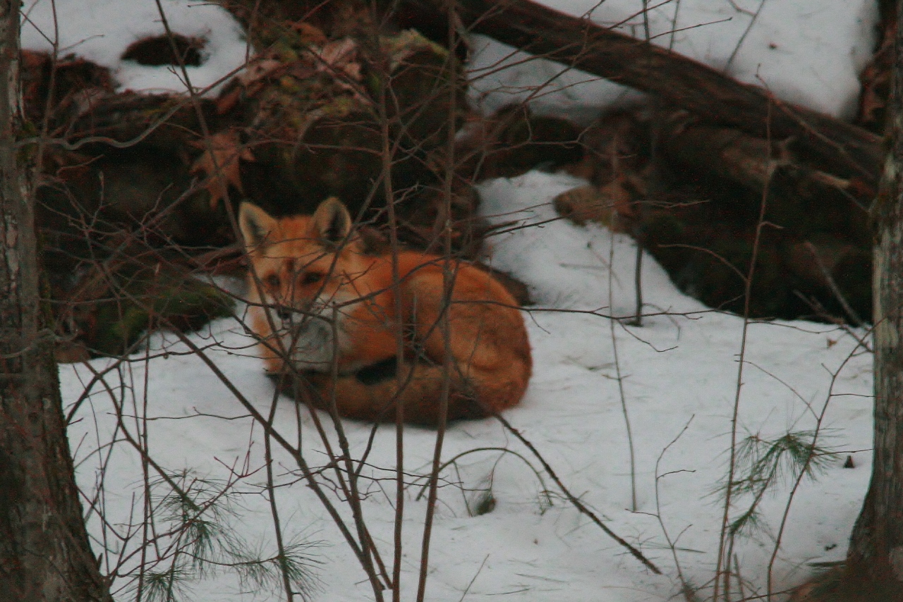 Fox Backyard Nap  (21)