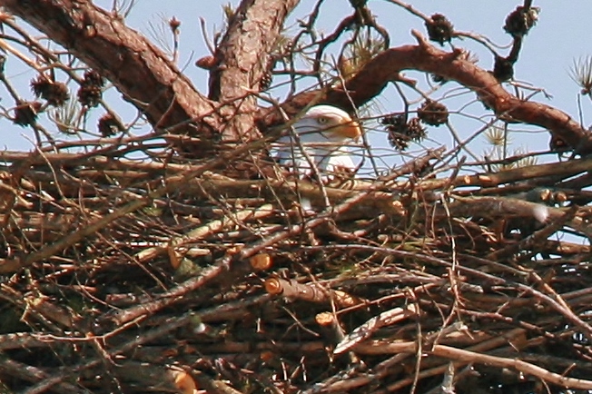 Nesting Eagles 3-10 022 (652x434)