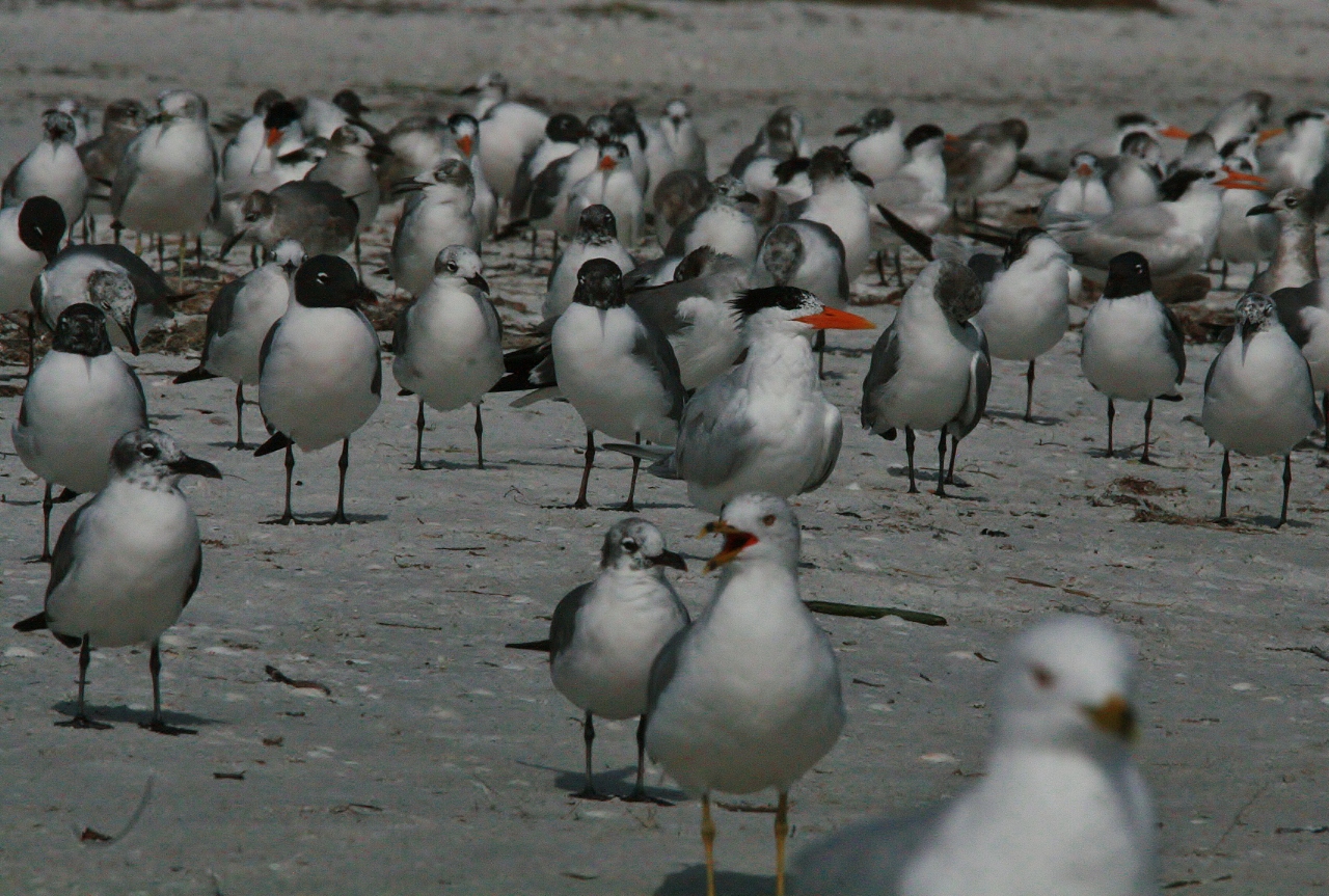 Periwinkle Birds and Beach 111 (1280x863)