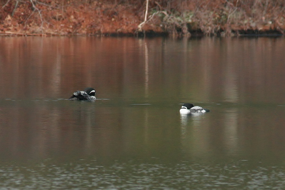 Walk Apr 14 loons arrive 040 (1215x810)