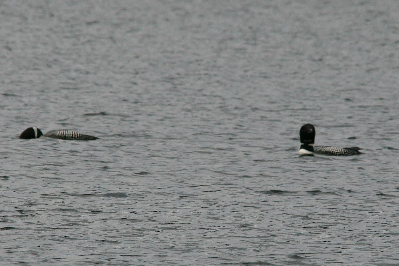 Walk Apr 14 loons arrive 058 (1280x852)