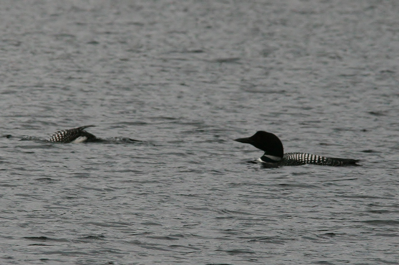 Walk Apr 14 loons arrive 061 (1280x851)