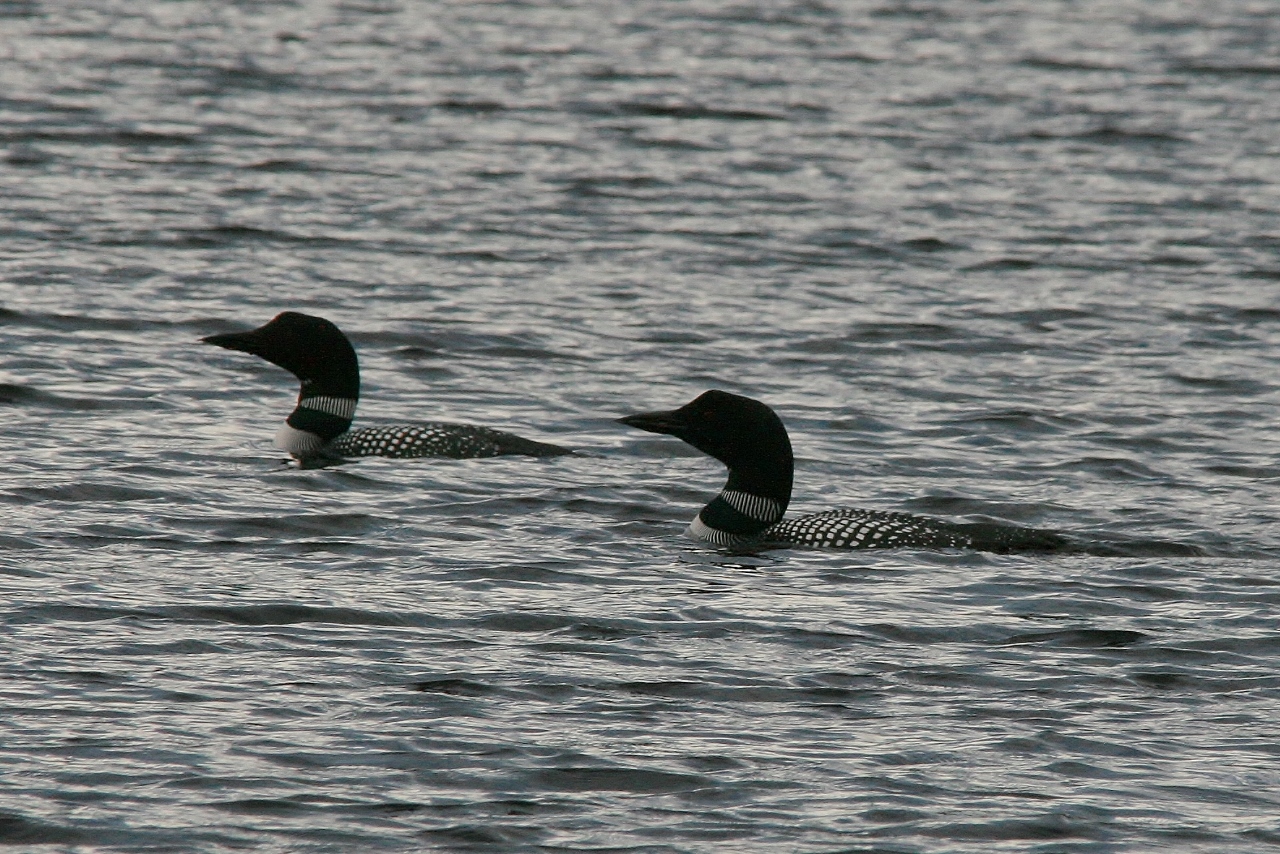 Walk Apr 14 loons arrive 066 (1280x854)