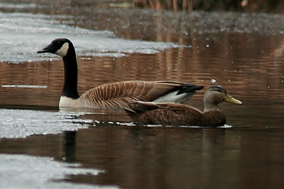 WaterFowl Apr 1 010 (953x634)