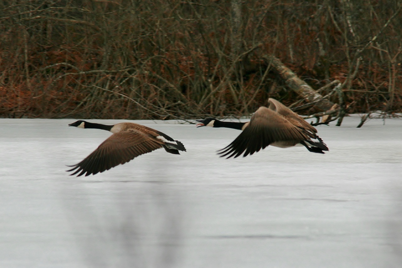 WaterFowl Apr 1 019 (1280x854)