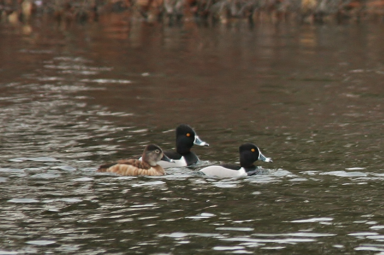 WaterFowl Apr 1 044 (1277x849)