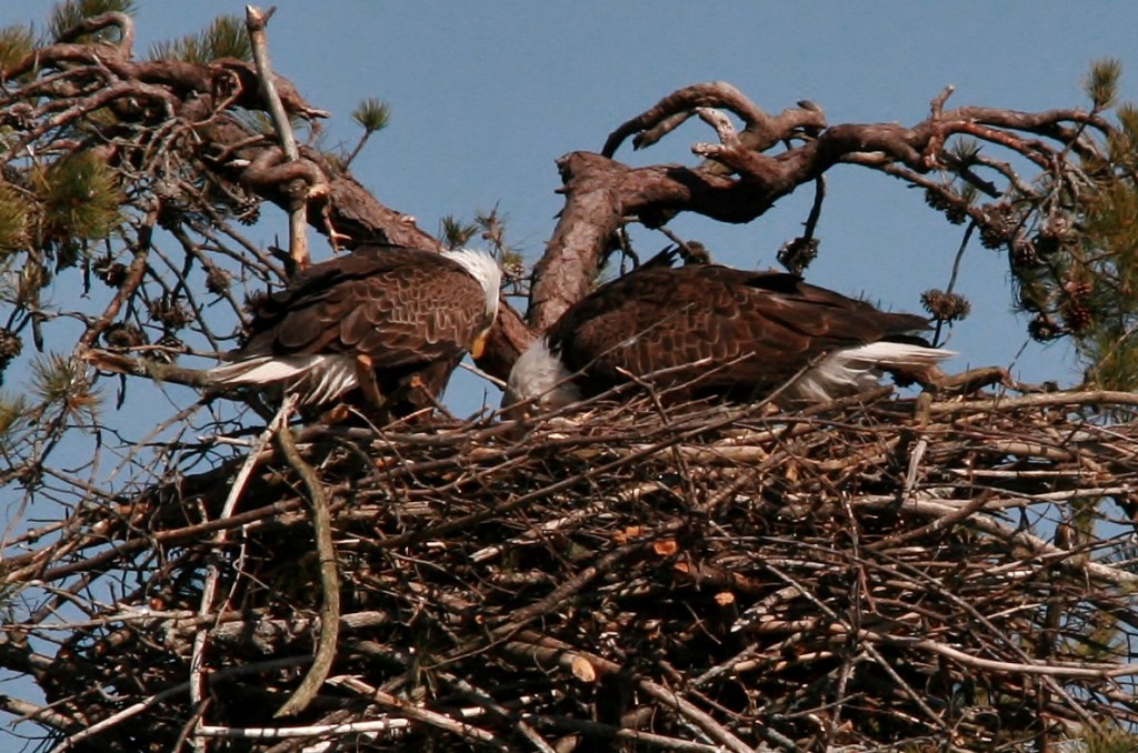 eagles feeding 010 (1186x786)