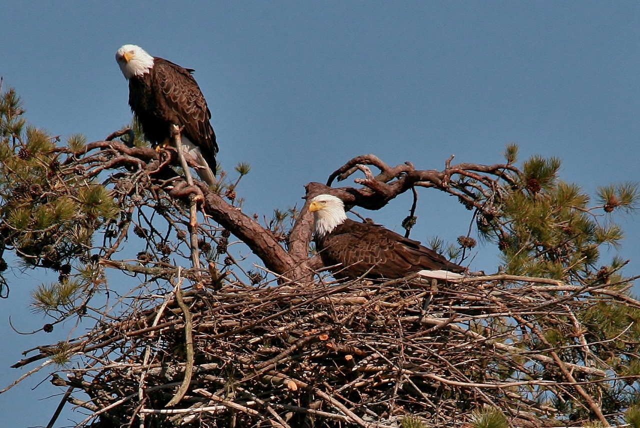 eagles feeding 032 (1280x855)