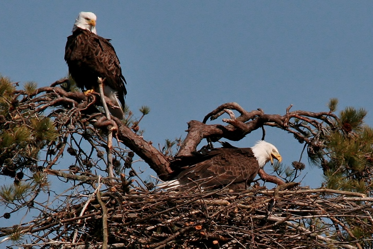 eagles feeding 043 (1280x853)