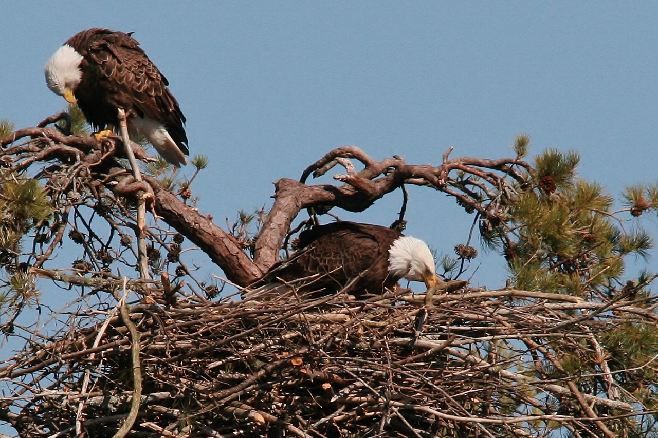 eagles feeding 068 (1280x853)