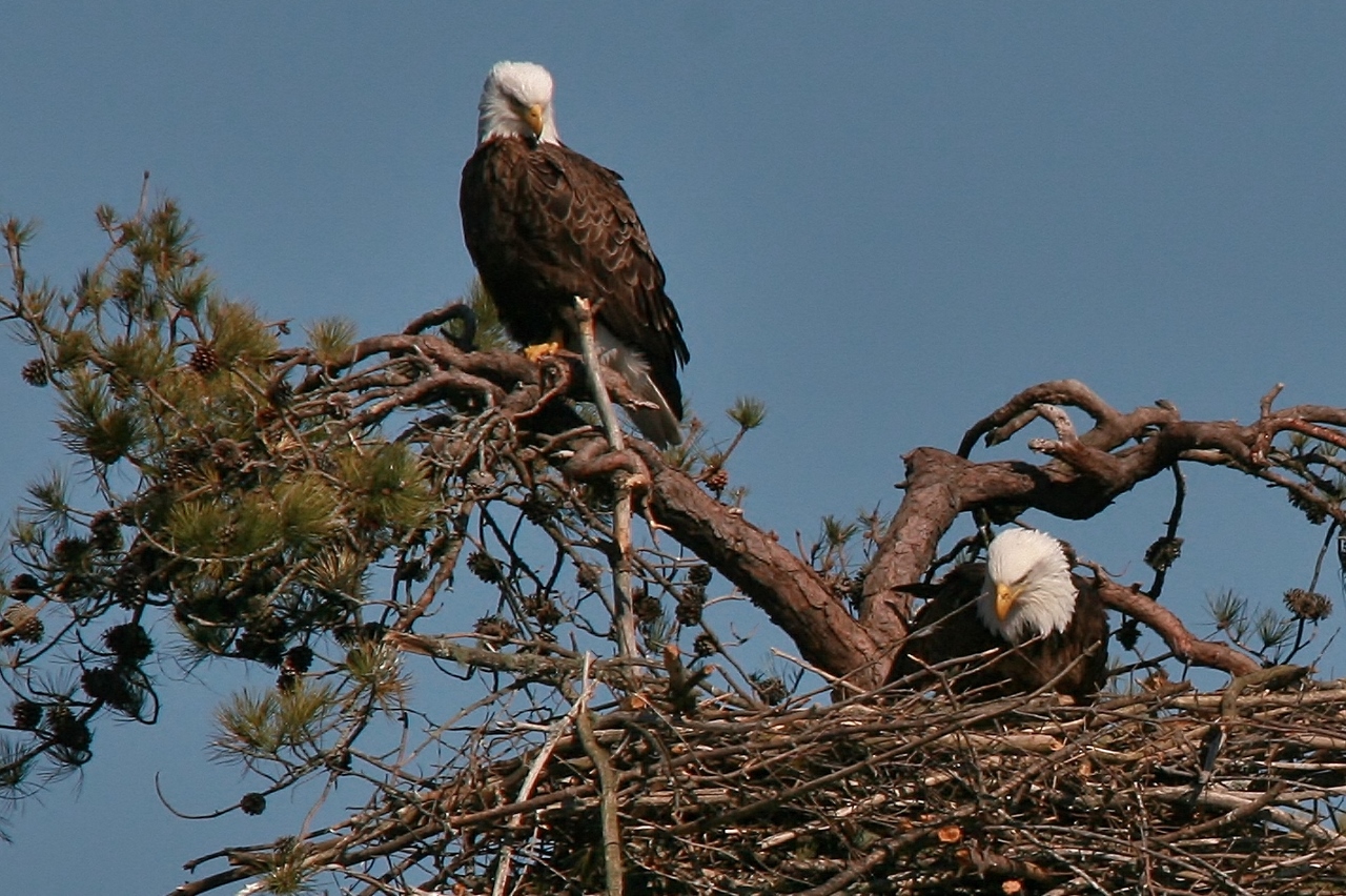 eagles feeding 161 (1280x852)