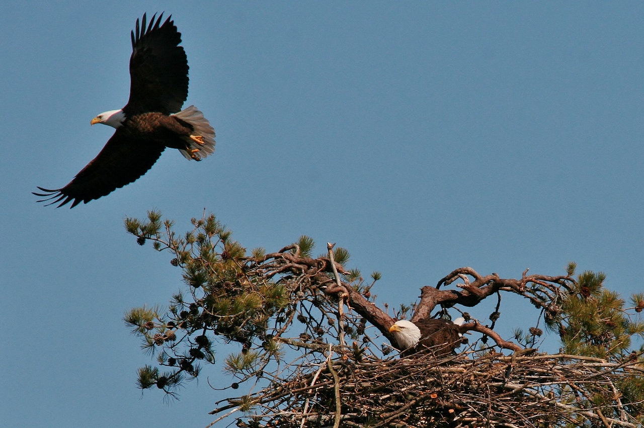 eagles feeding 168 (1280x851)