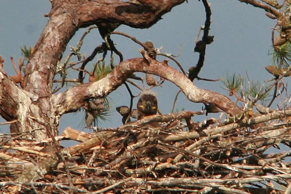 Eagles May 12  (15) (1015x677)