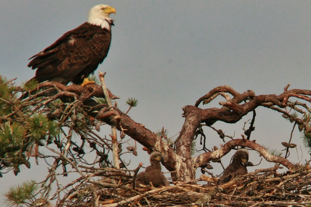 Eagles May 12  (5) (1280x852)