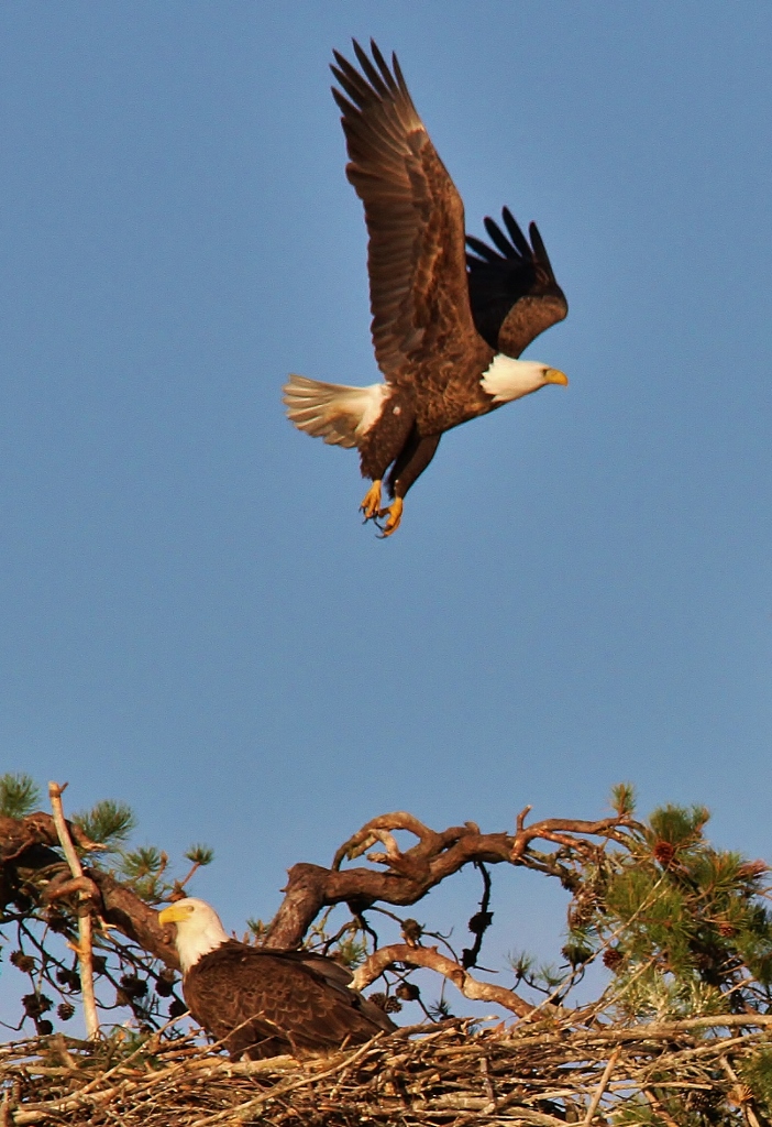 Eagles May 15  (73) (702x1024)