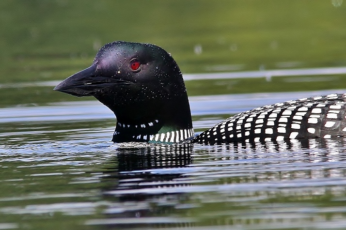 Loons May 18 072 (1280x853) (714x475)