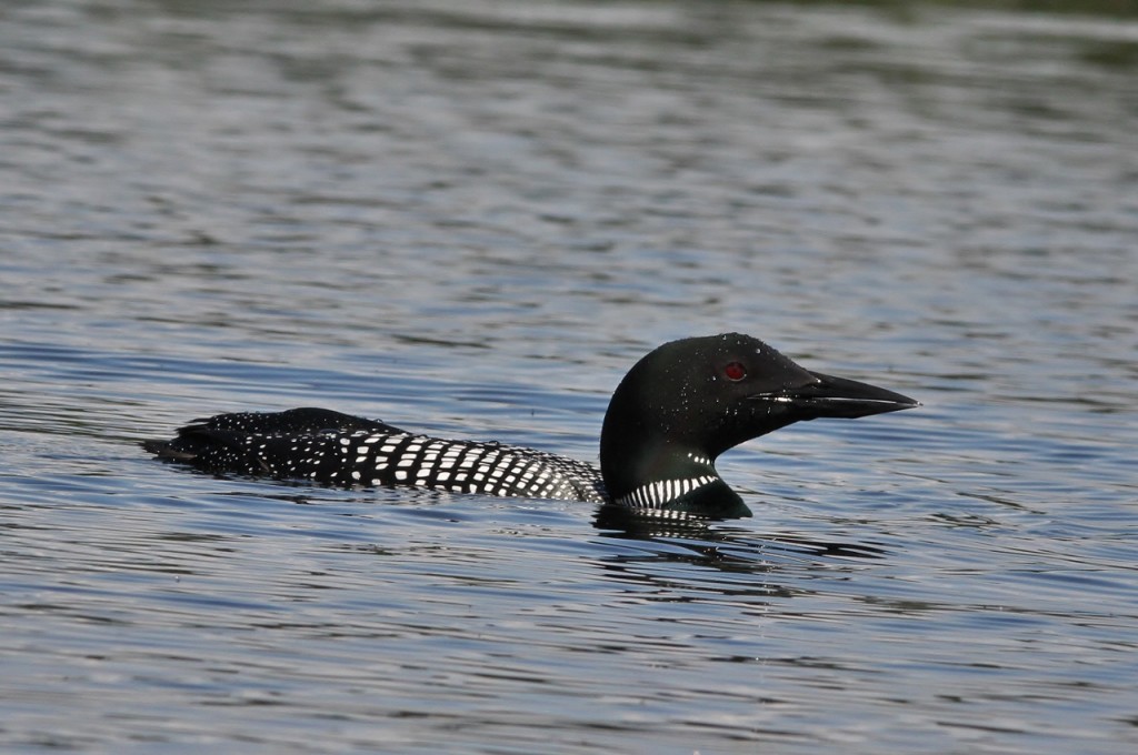 Loons May 18 079 (1280x851)