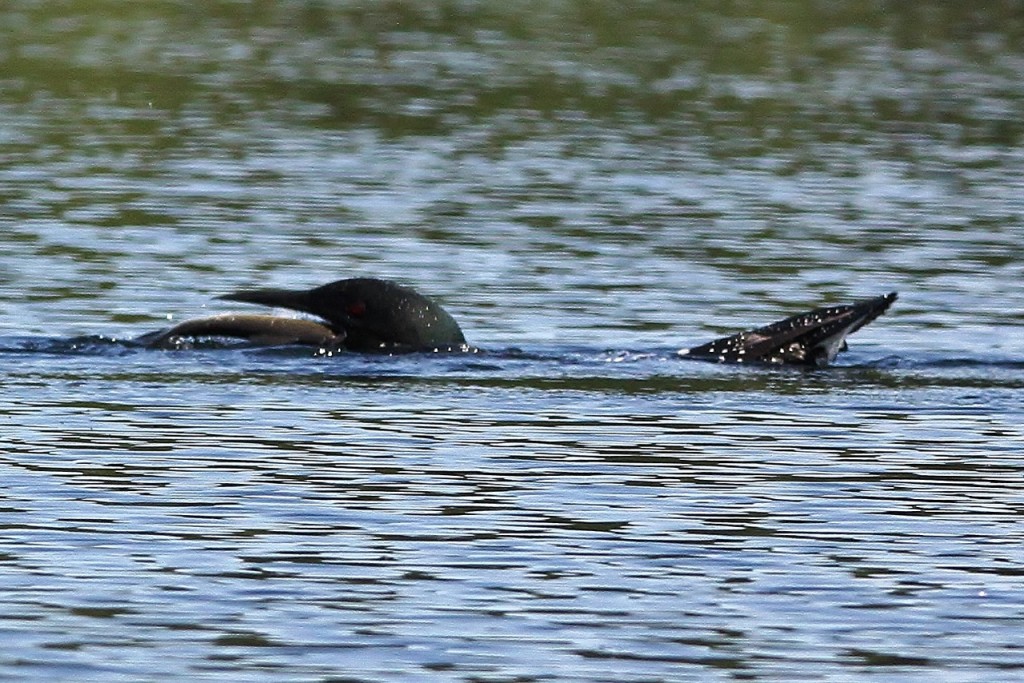 Loons May 18 091 (1280x854)