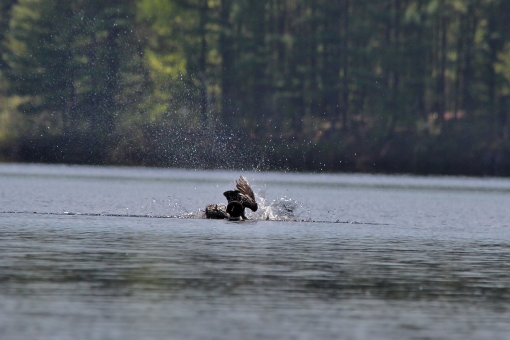 Loons May 18 167 (1280x855)