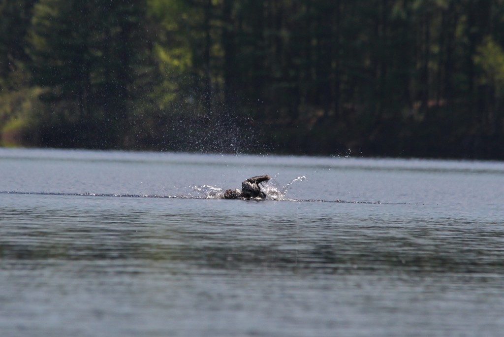 Loons May 18 171 (1280x855)