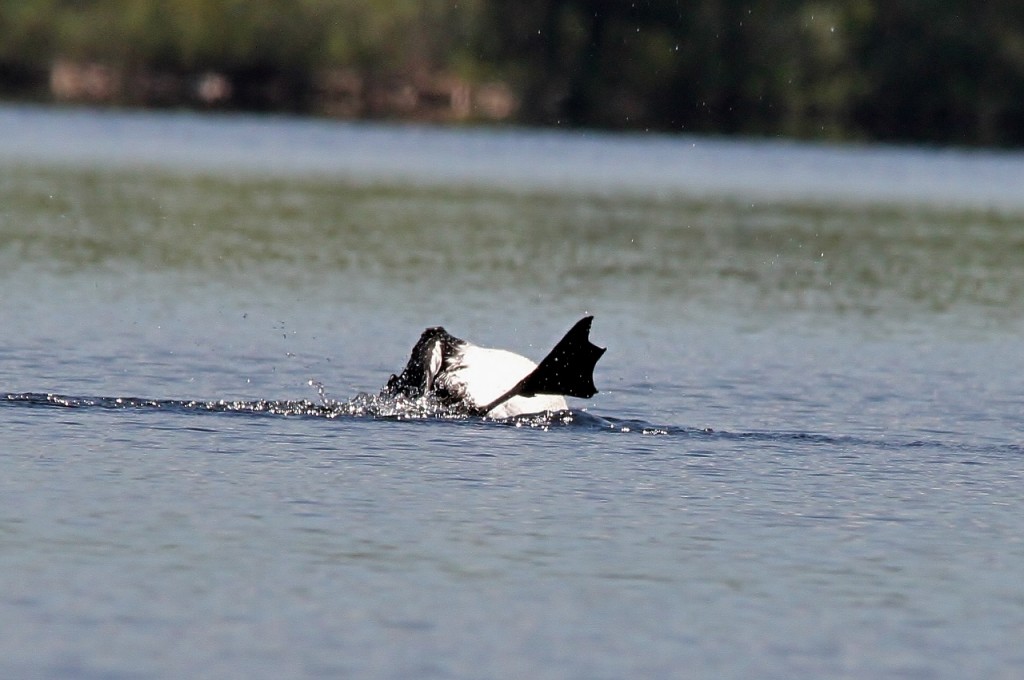 Loons May 18 190 (1280x851)