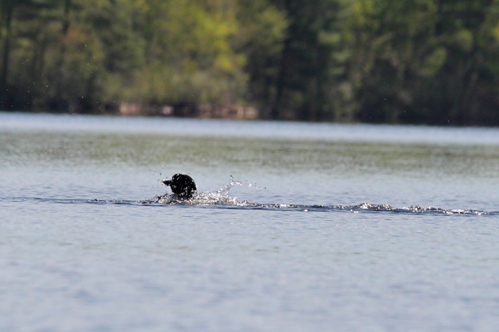 Loons May 18 200 (1280x854)