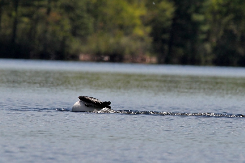 Loons May 18 203 (1280x853)