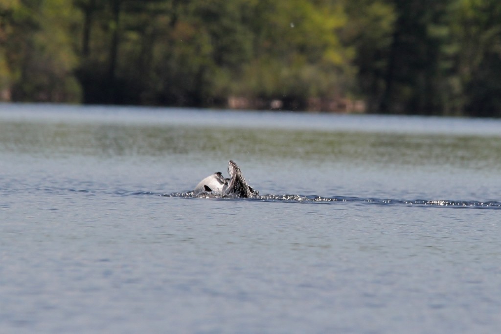 Loons May 18 206 (1280x854)