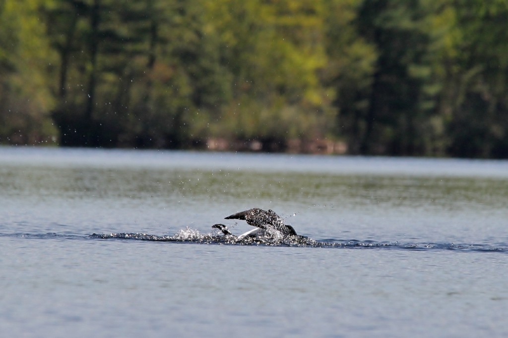 Loons May 18 208 (1280x854)