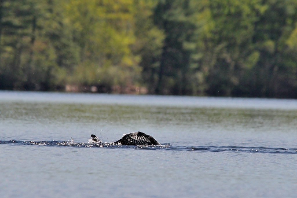 Loons May 18 211 (1280x854)