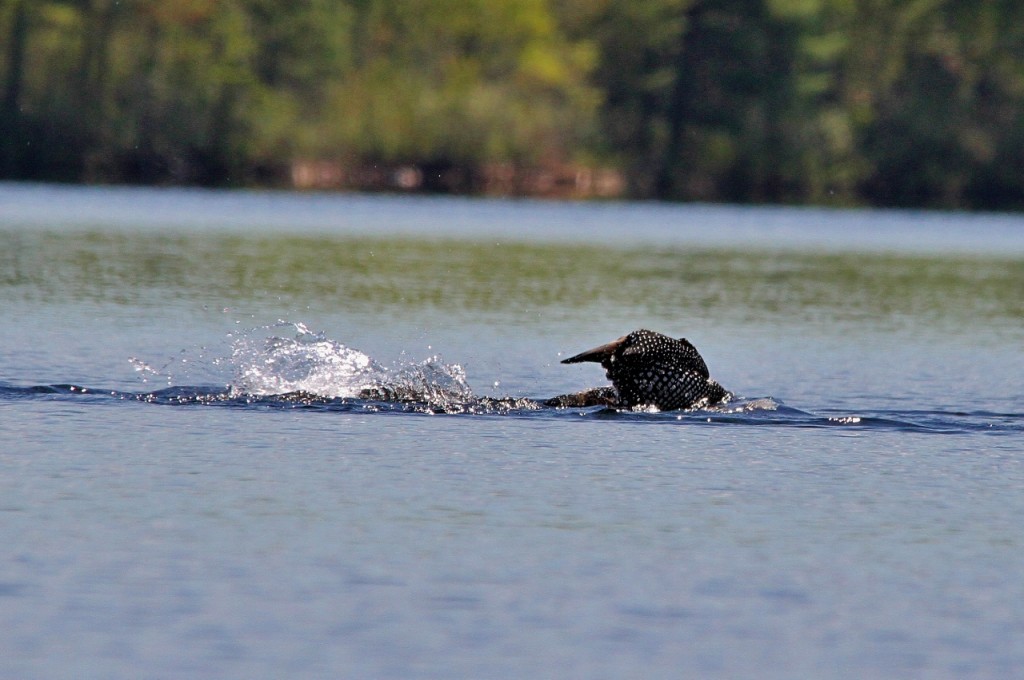 Loons May 18 212 (1280x851)