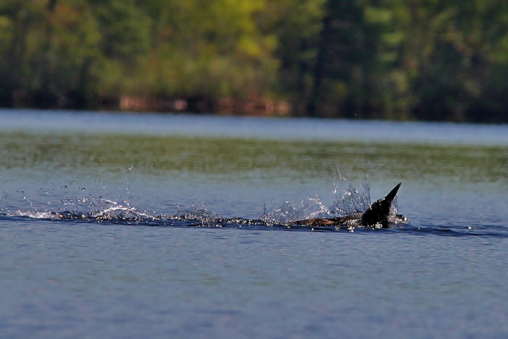 Loons May 18 213 (1280x856)