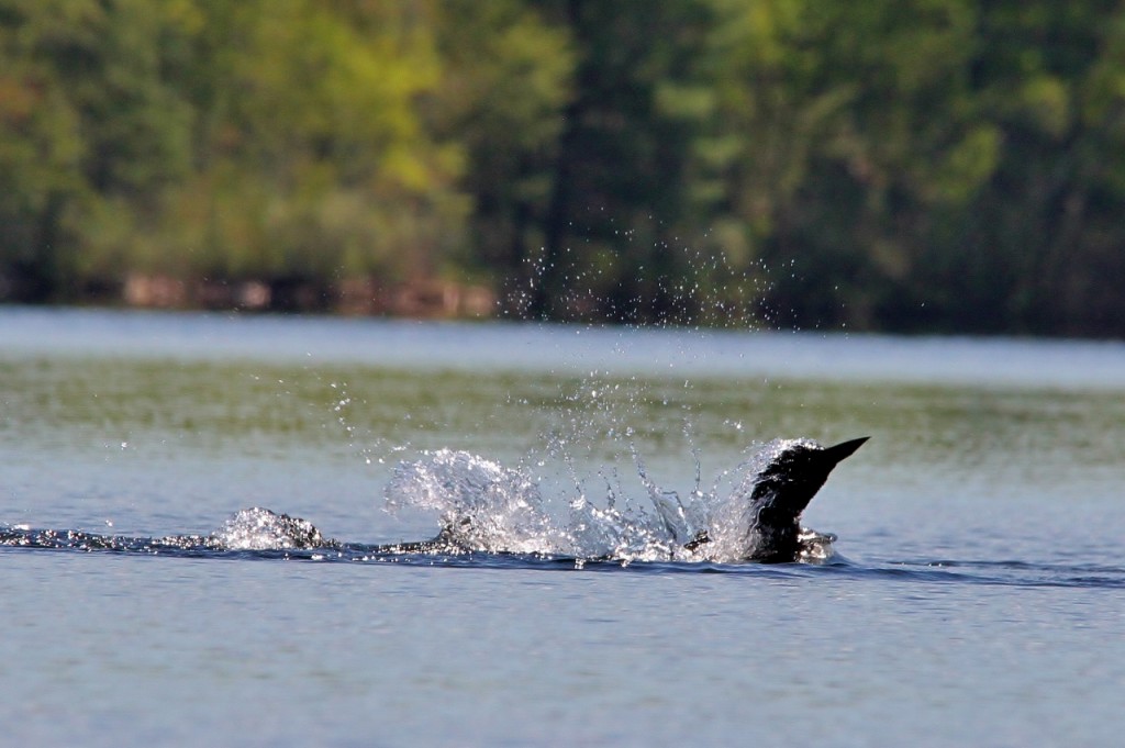 Loons May 18 214 (1280x852)