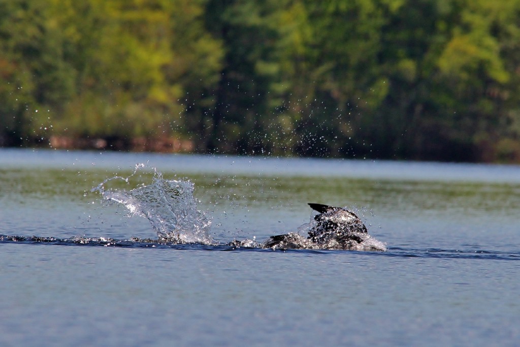 Loons May 18 215 (1280x854)